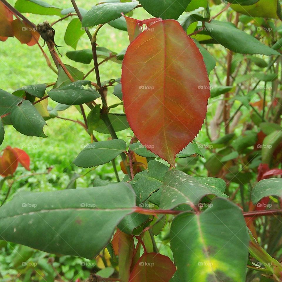 Beautiful multicolor leaf