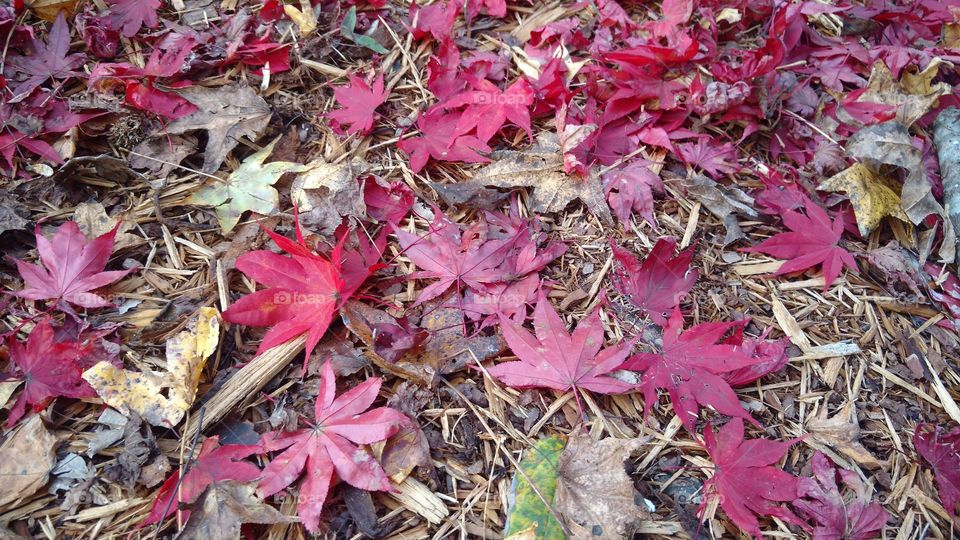 Leaf, Fall, Nature, Season, Flora