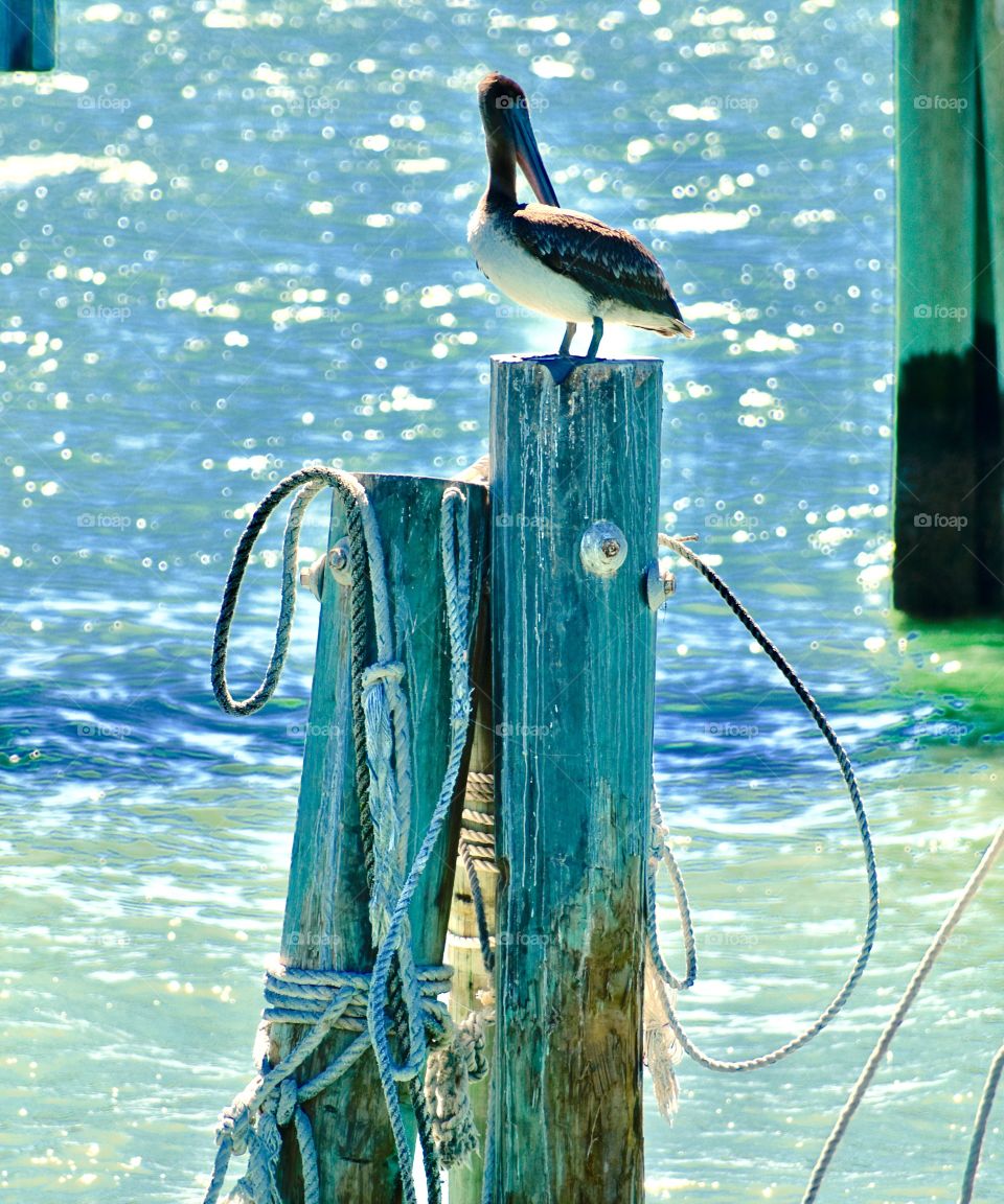 Pelican resting