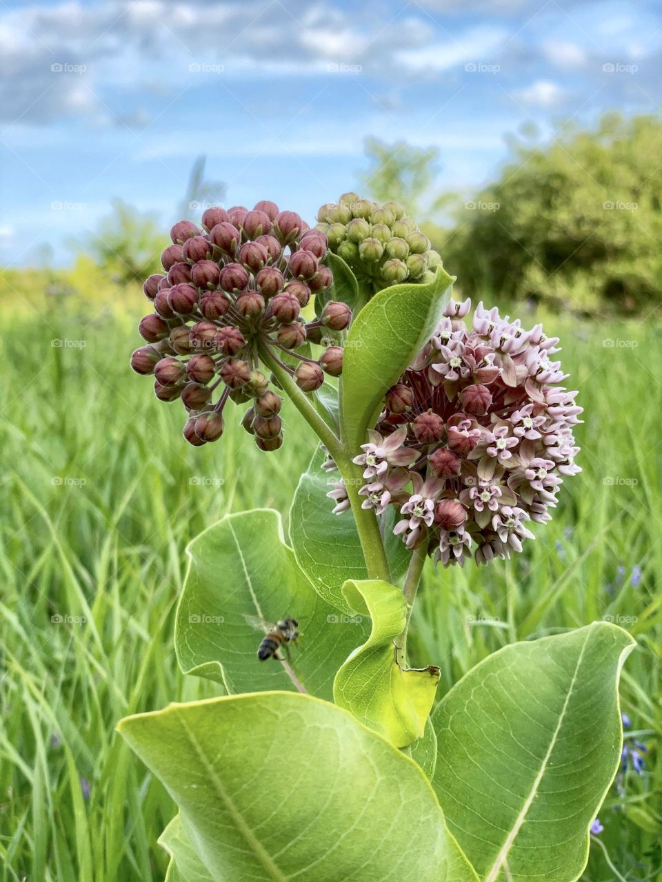 Milkweed blooming in a peaceful meadow 