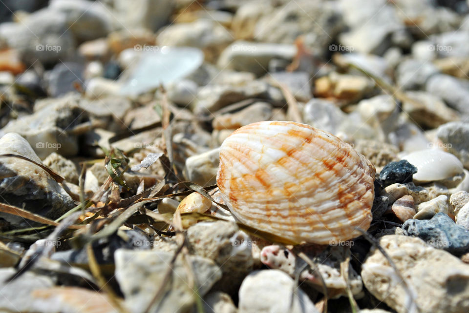 Seashell close up