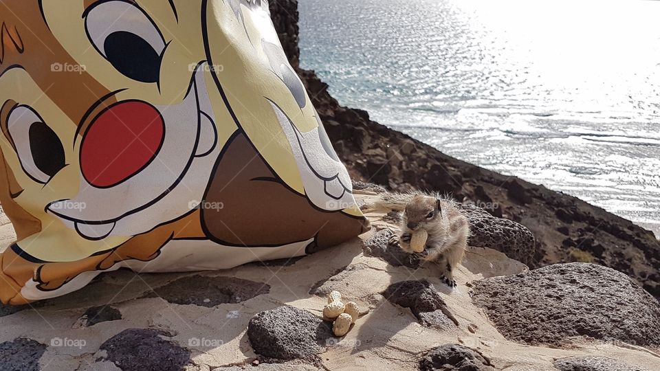 Cute chipmunk having peanuts in front of a Chip and Dale tote bag, on a sunny day by the sea - gullig jordekorre äter jordnötter framför en Piff och Puff väska , vid havet