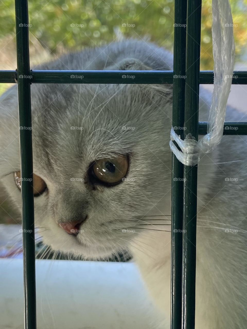 Curiosity on Paws: This inquisitive little neighbor peeks into our garden, wondering what secrets lie within. Is it the scent of flowers, the rustle of leaves, or just the promise of adventure?
 
