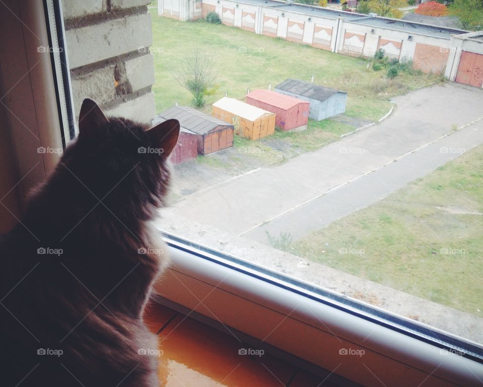 Dog, Street, Window, One, Portrait