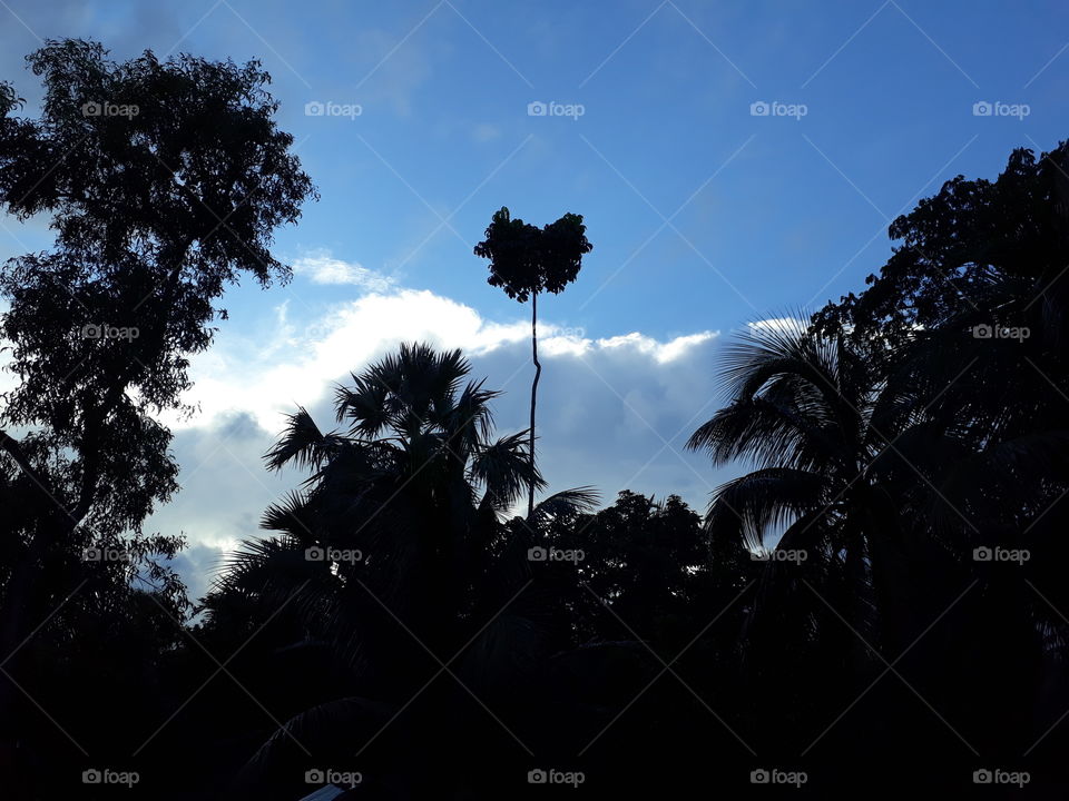 looking for shadow at the sunset