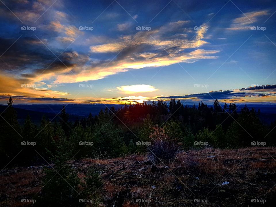 Sunrise in the forest