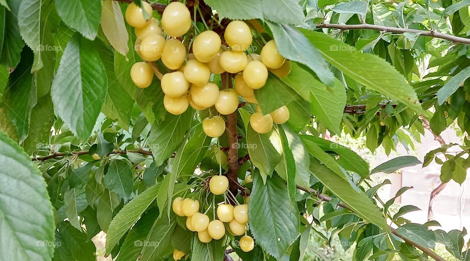 In the garden cherries, yellow cherries with fruits