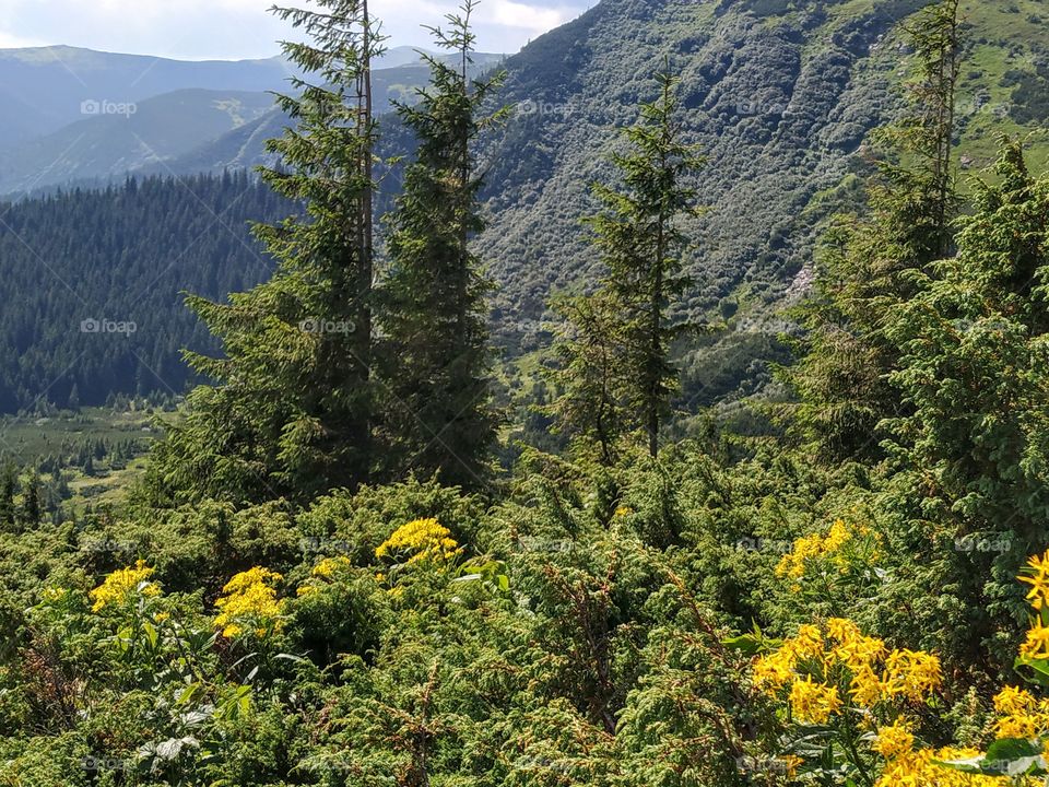 Fir-trees and mountains
