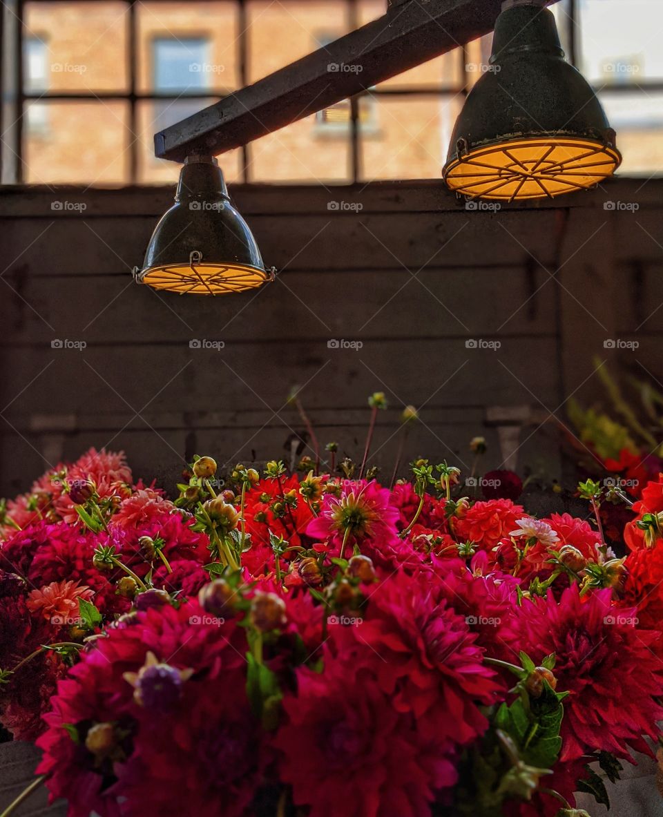 A bouquet of beautiful red dahlias being sold at the farmer's market during the summer season.