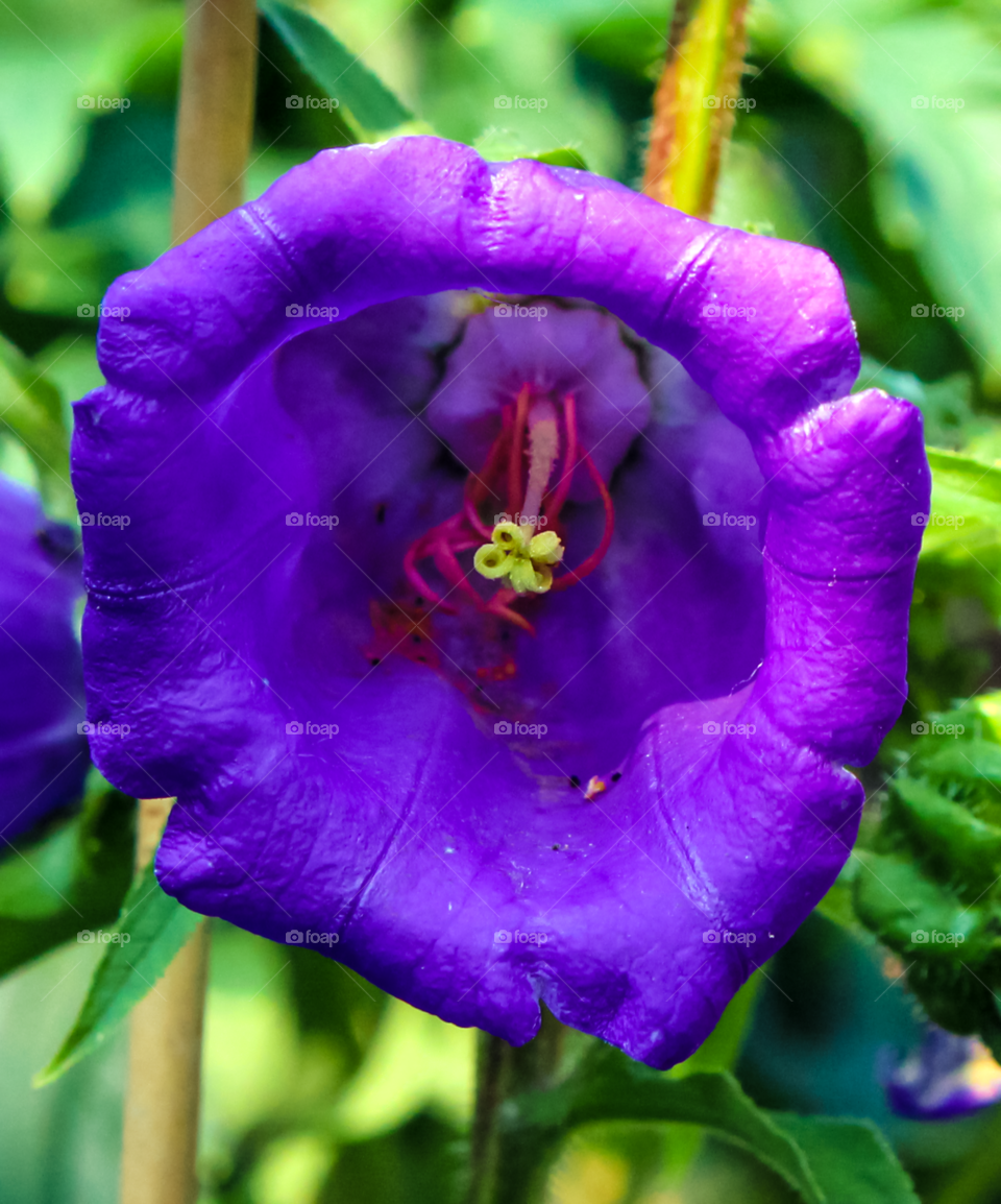 purple floral flower