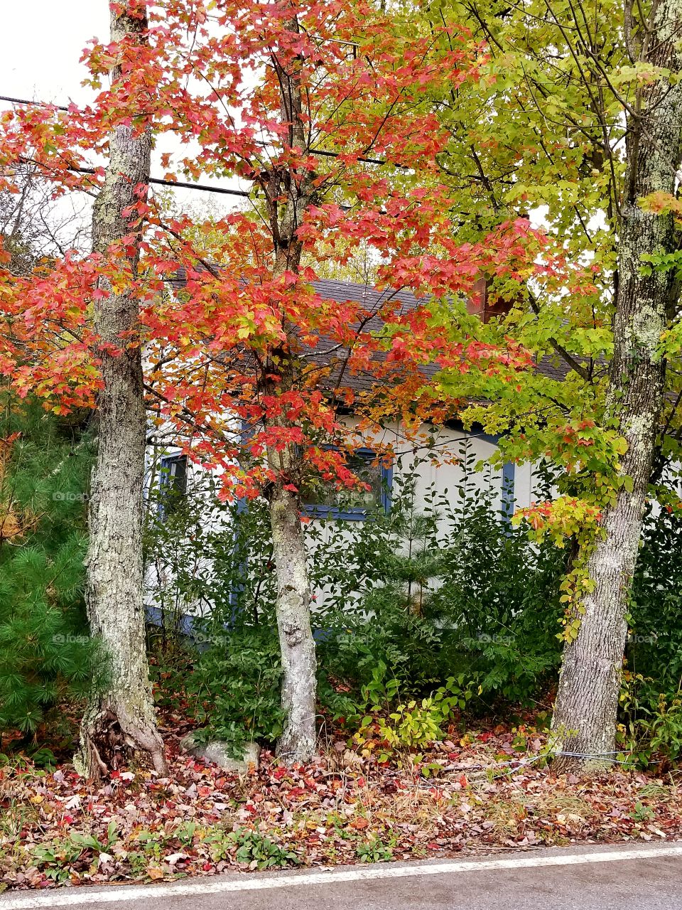 Fall, Leaf, Nature, Season, Tree