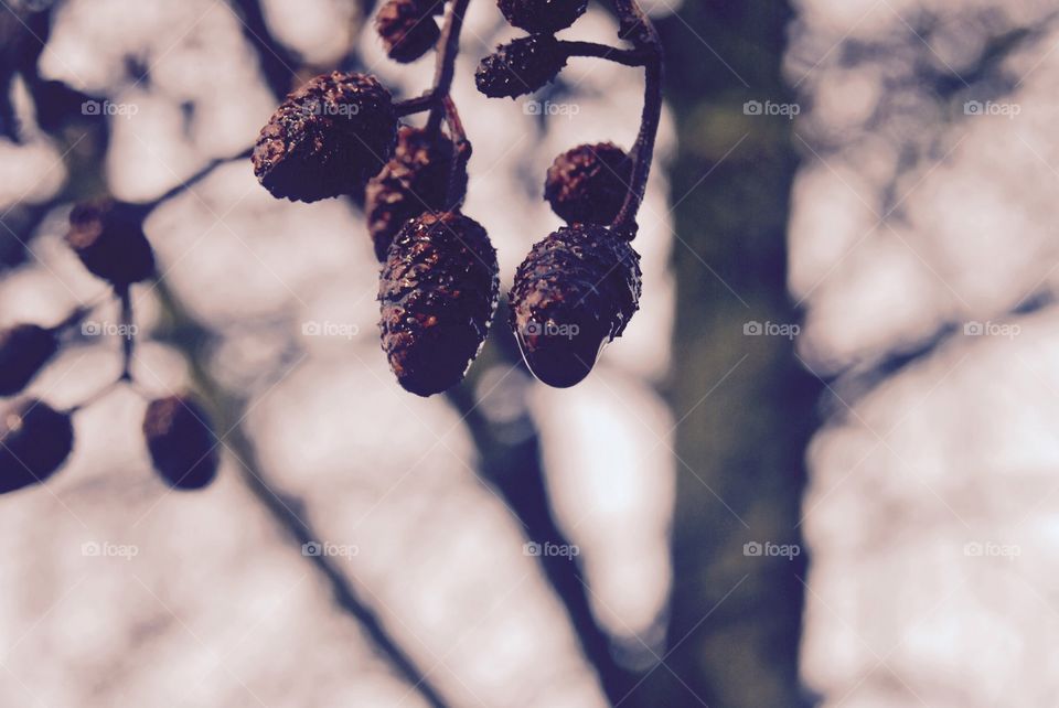 Close up of a tree with cones. A rainy day close up of a tree with small cones