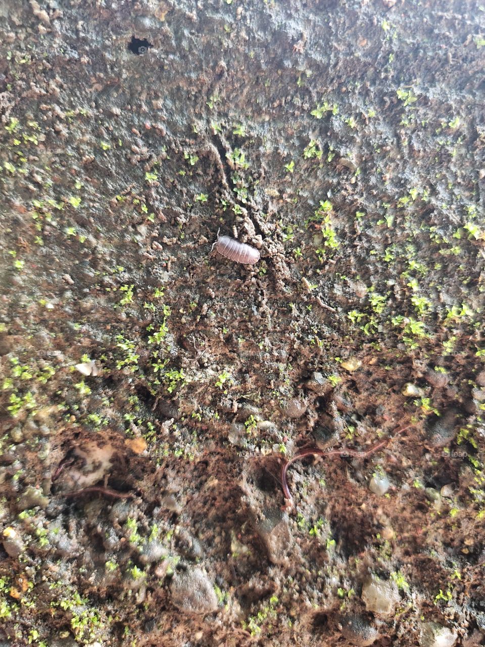 📷📷📷
🌦️Wall in Rainy season

Treasure of Fauna
🐞🦐🦗
Amazing Beauty of Nature