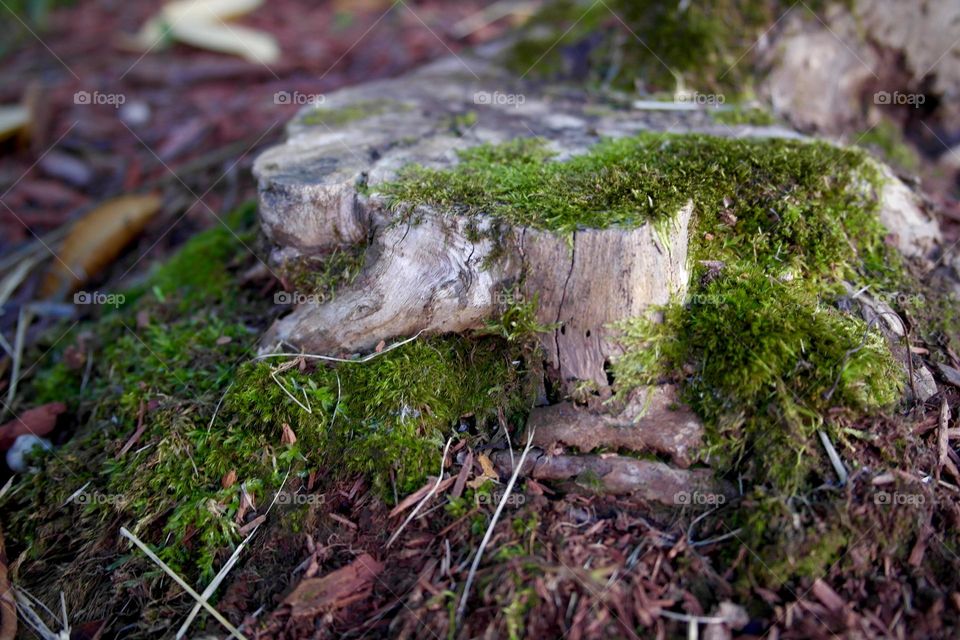 Stump covered green moss