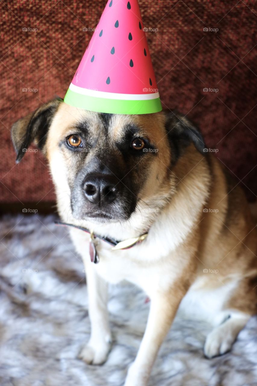 German shepherd with a hat celebrating his birthday!