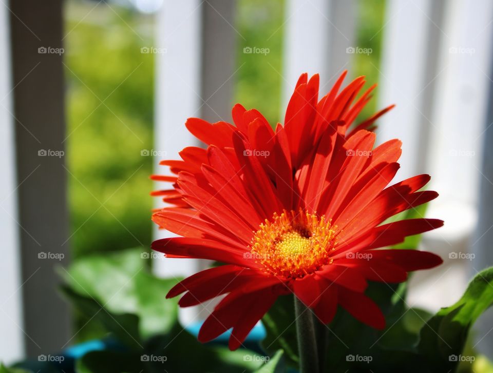 my red orange daisy plant