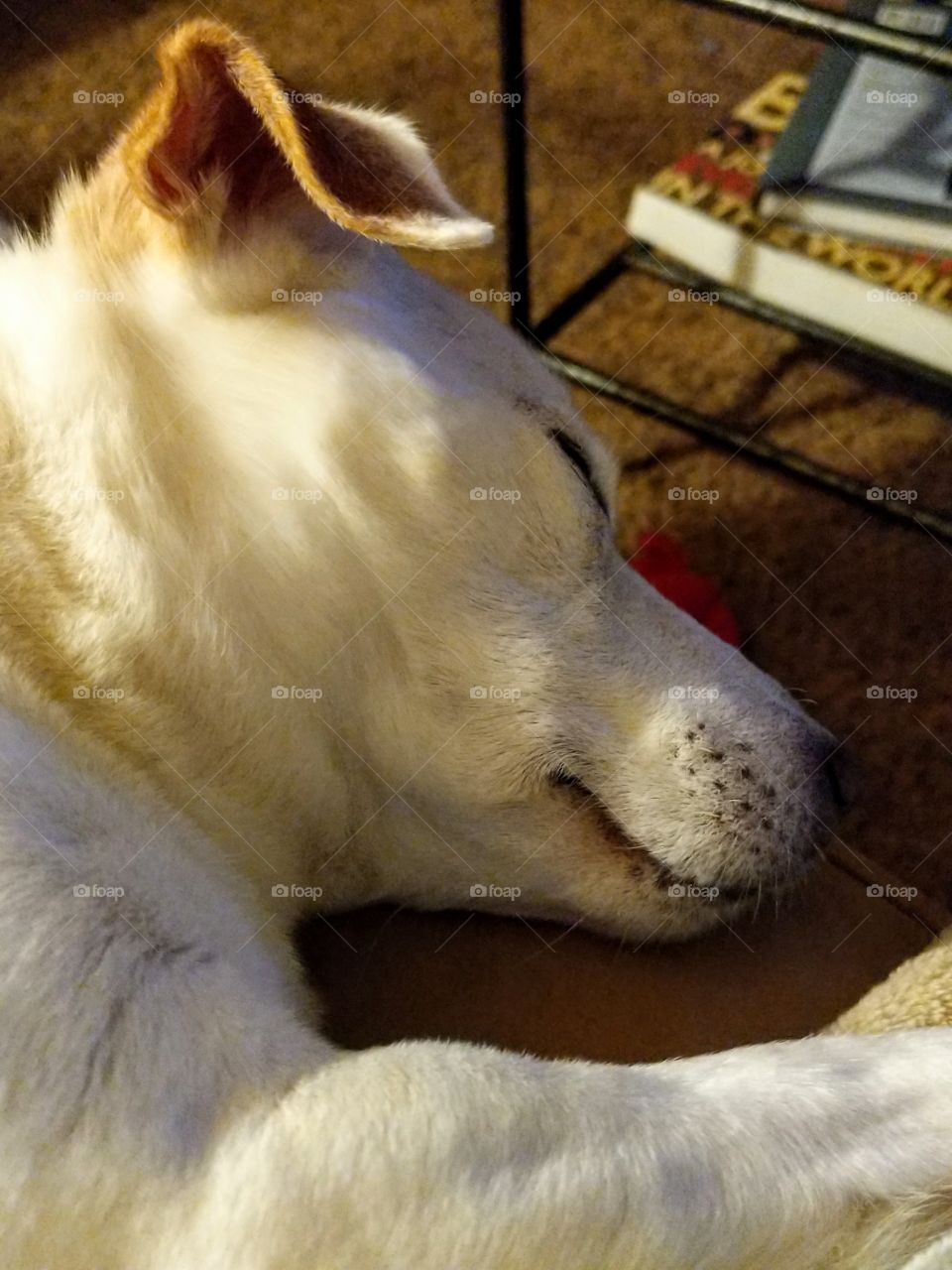 sleeping Jack Russell