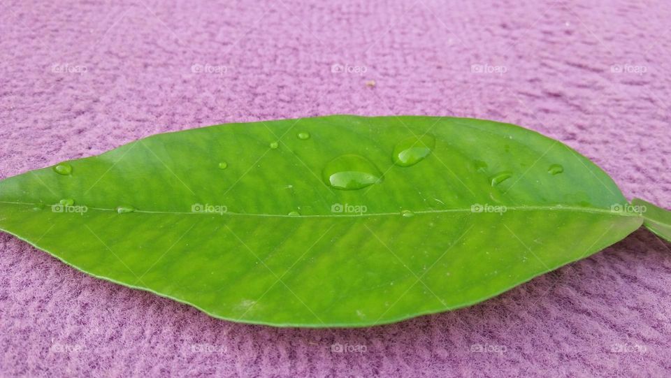 Beautiful rain drop on green leaf.