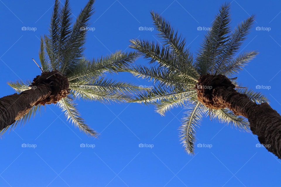 Palm tree tops view from ground