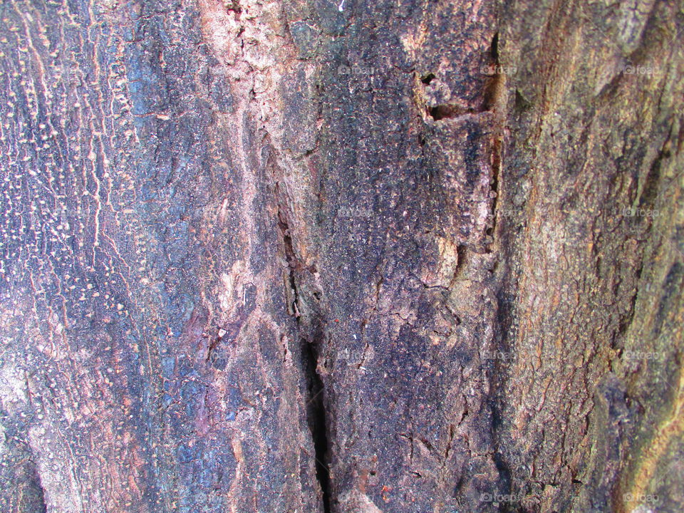 bark of tree