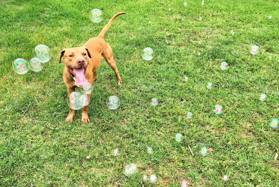 Bubbles galore.