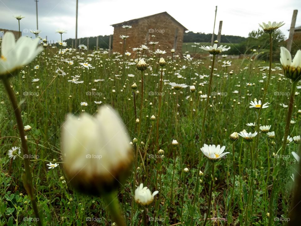 wild daisies, daisies on the field, willow flowers, the flora of the Crimea, the beauty around