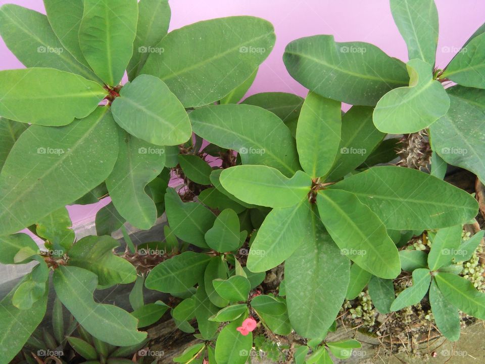 flowers leaves