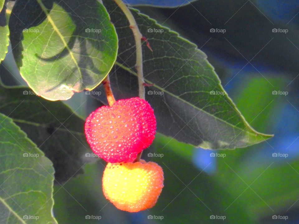 Strawberry tree