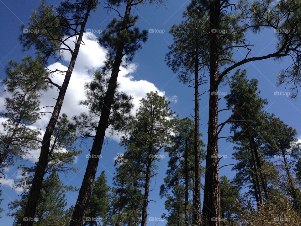 Earths Bark . Trees near Frog Falls Prescott, Valley Arizona 