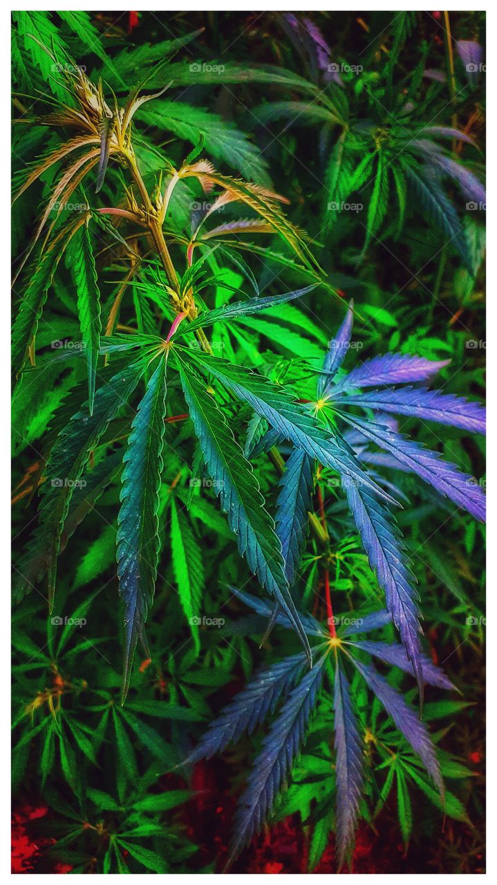 Nature. Cannabis sativa. Hemp.