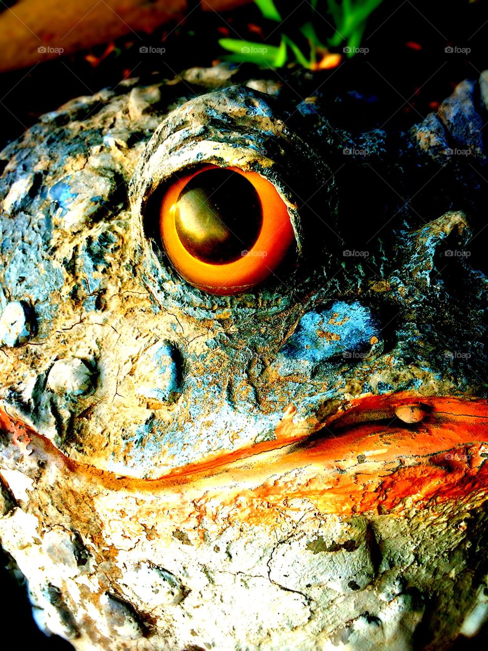 Frog eyes 