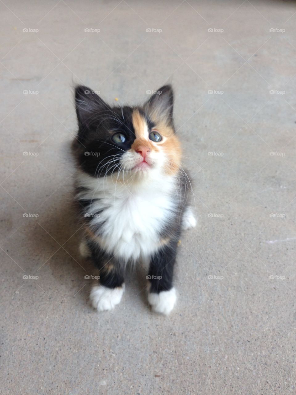 Calico kitten 