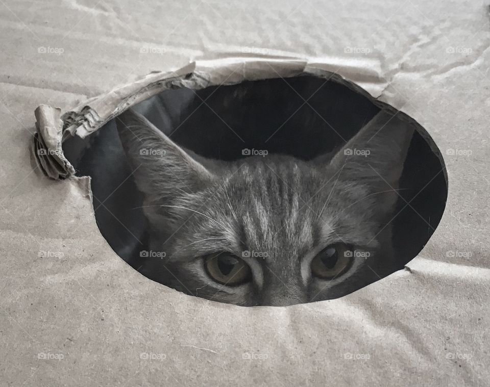 My cat Lily hiding in the box in hunting mode.