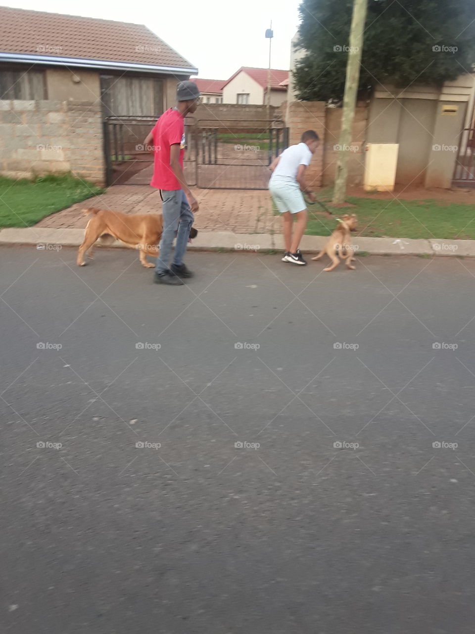 Two boys are having fun with dogs at the street.