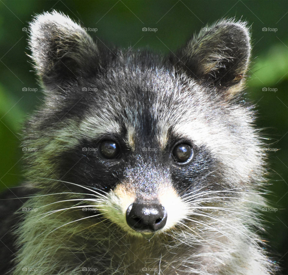 Beautiful little raccoon with sad looking eyes