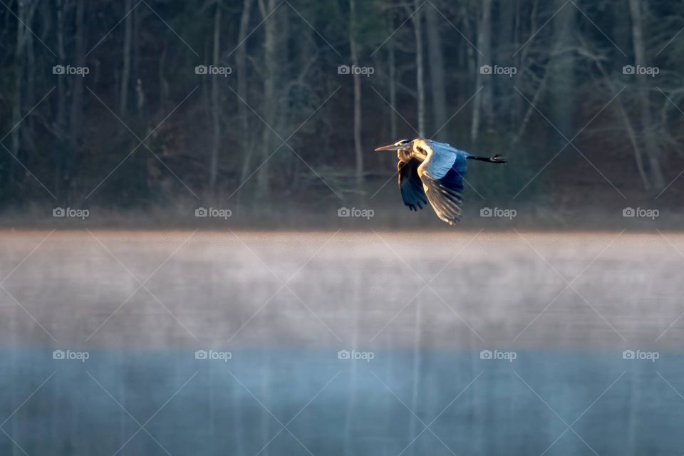 A great blue heron soars toward the sun on a misty morning. 