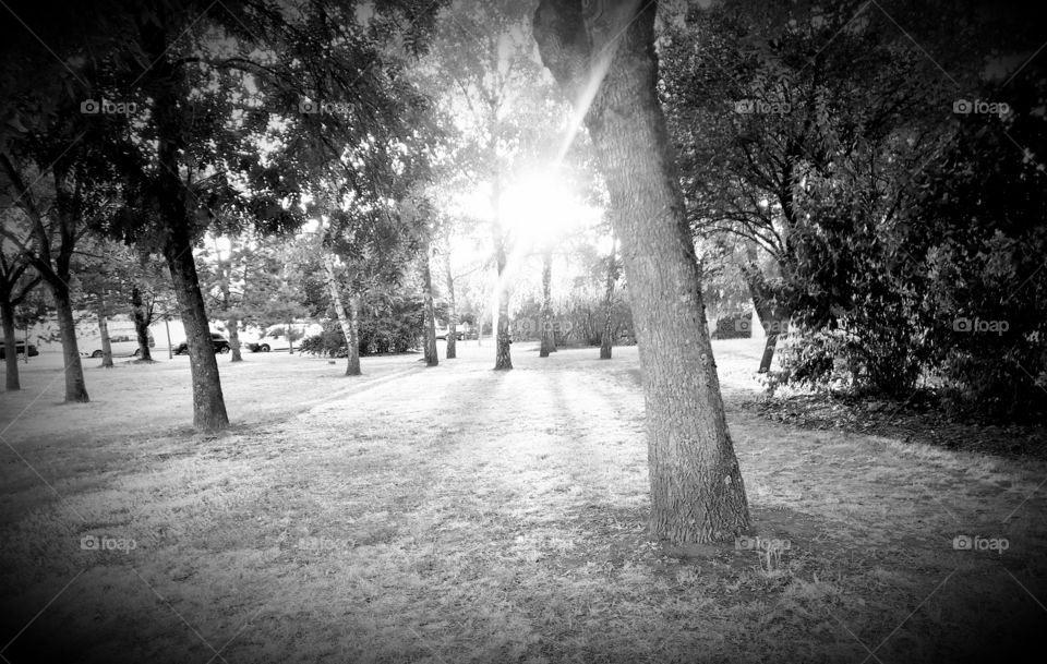 light black and white tree grass