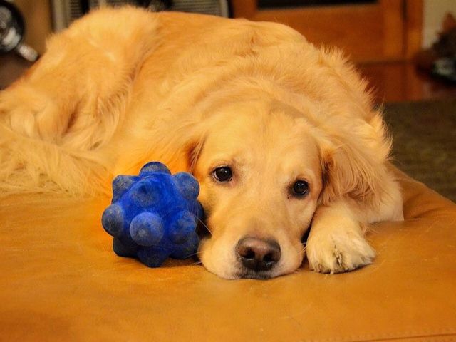 Golden retriever 