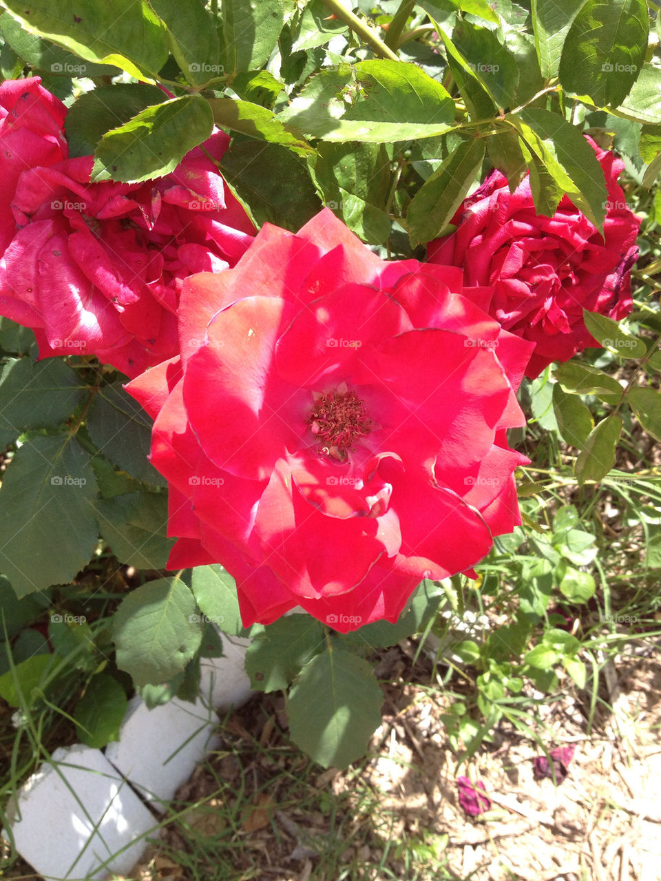 spring roses by logailschmitt