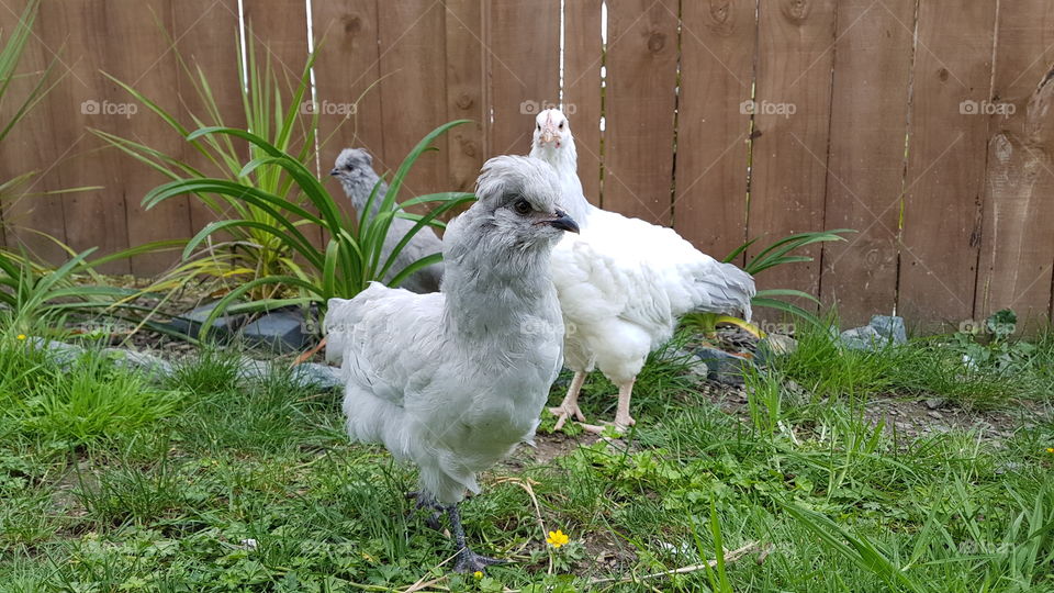 young araucana and Sussex chickens