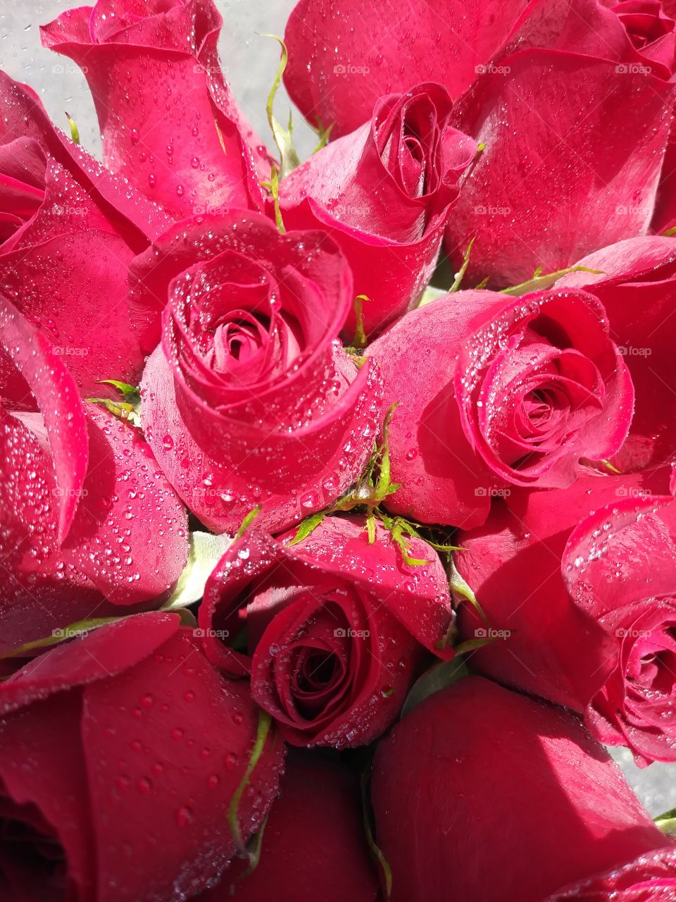Beautiful fresh roses 🌹