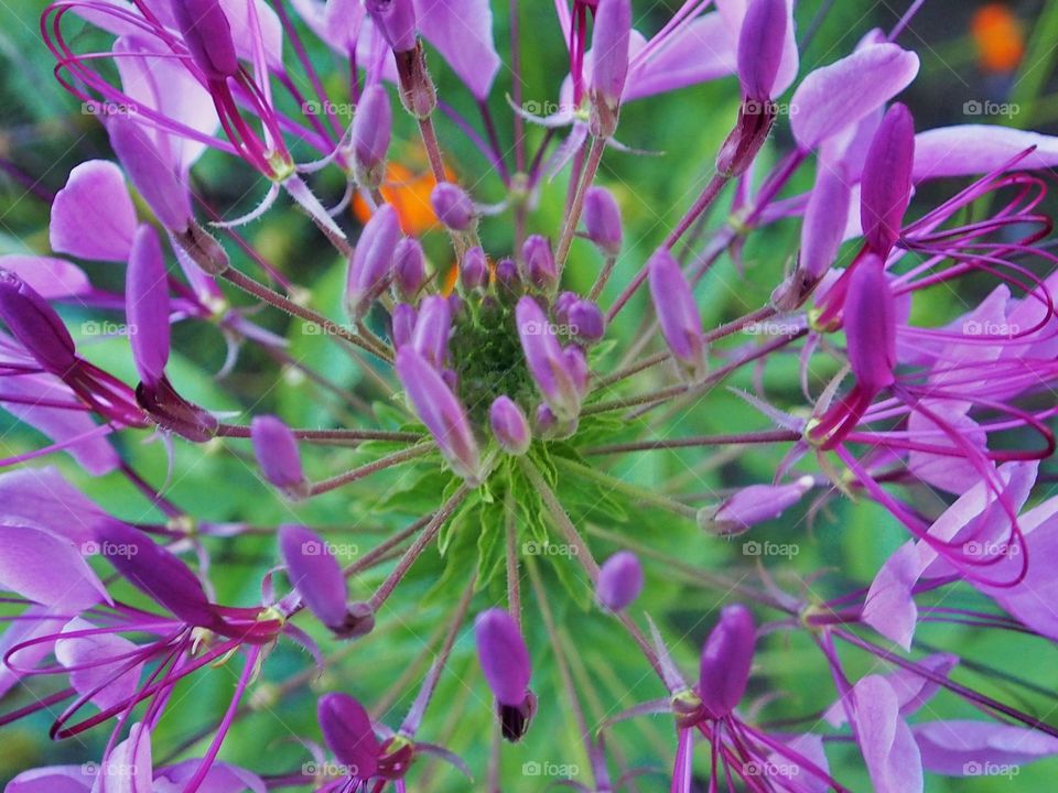 Flower close up