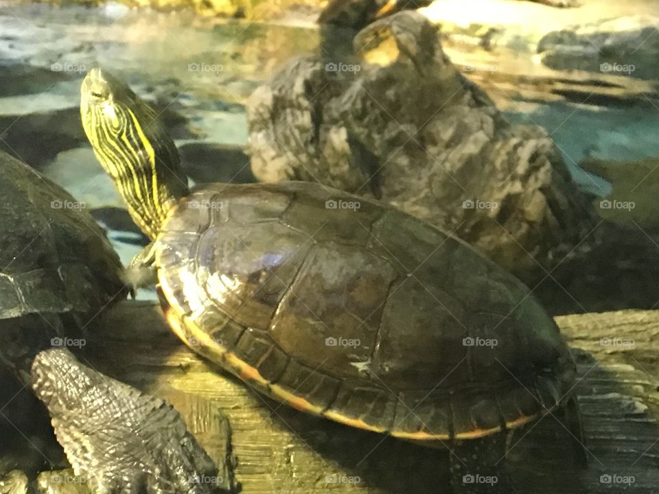 The turtle with an attitude “I don’t care about the world”