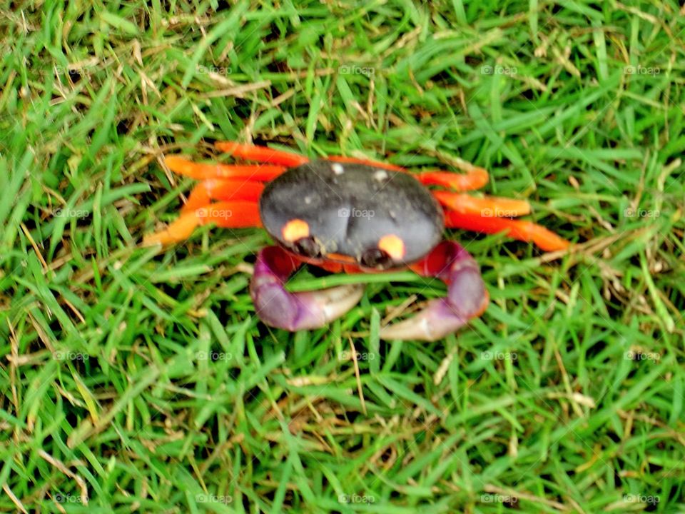 Jack-o-Lantern Crab