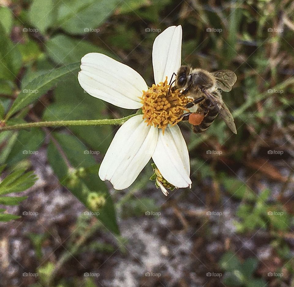 Busy bee collecting pollen and nectar 