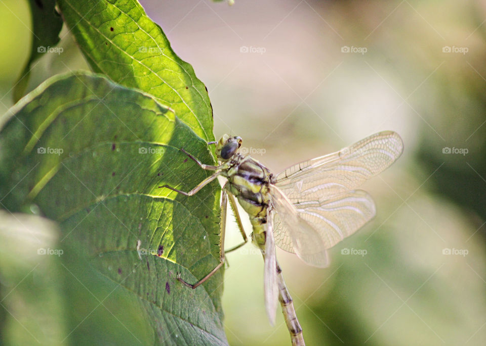 Dragonflies