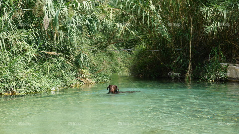 Lake#nature#greenarea#dog#animal#swim