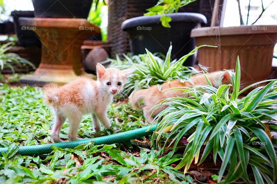 kittens playing in a garden