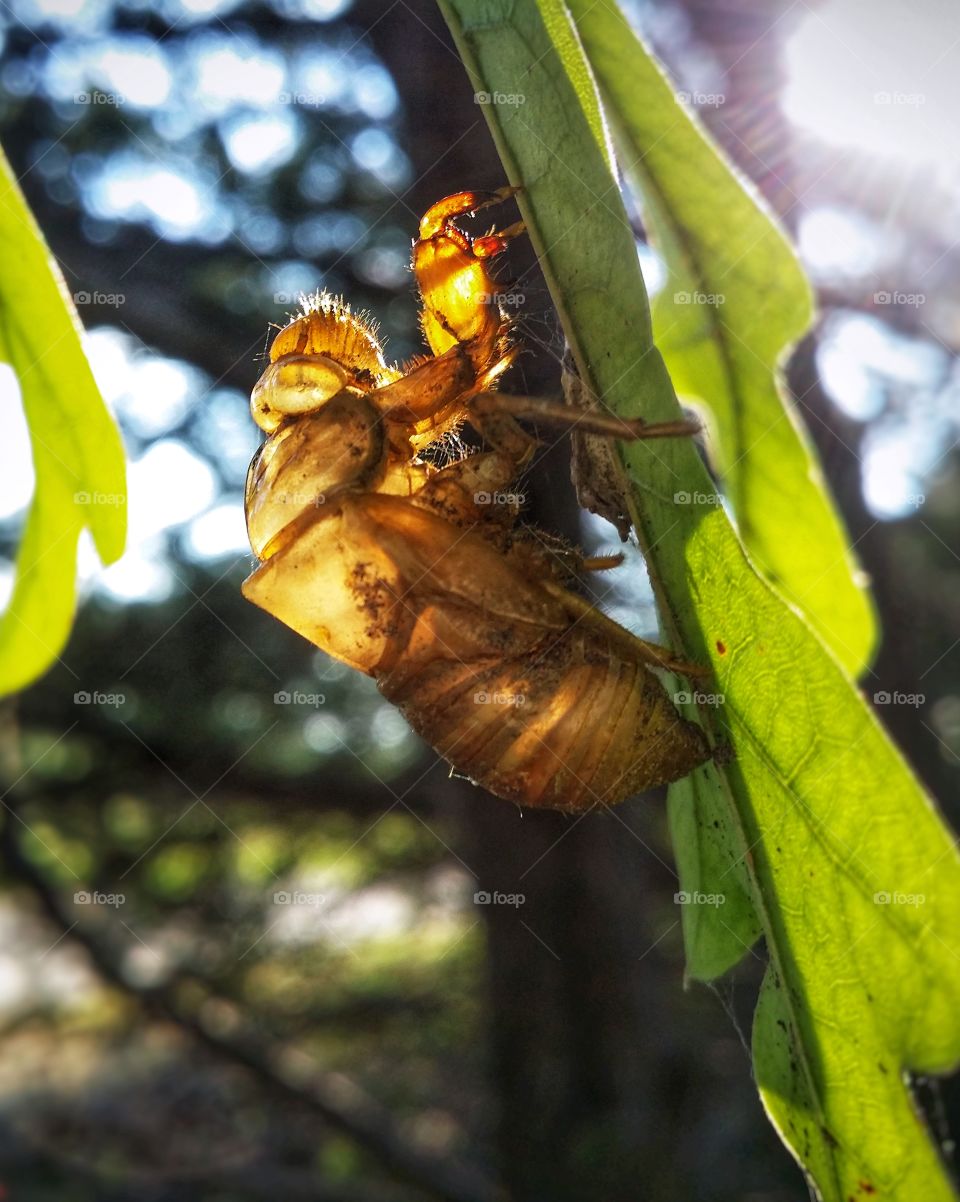 Sunlight shining thru a Secada shell hanging from an oak leaf in summer