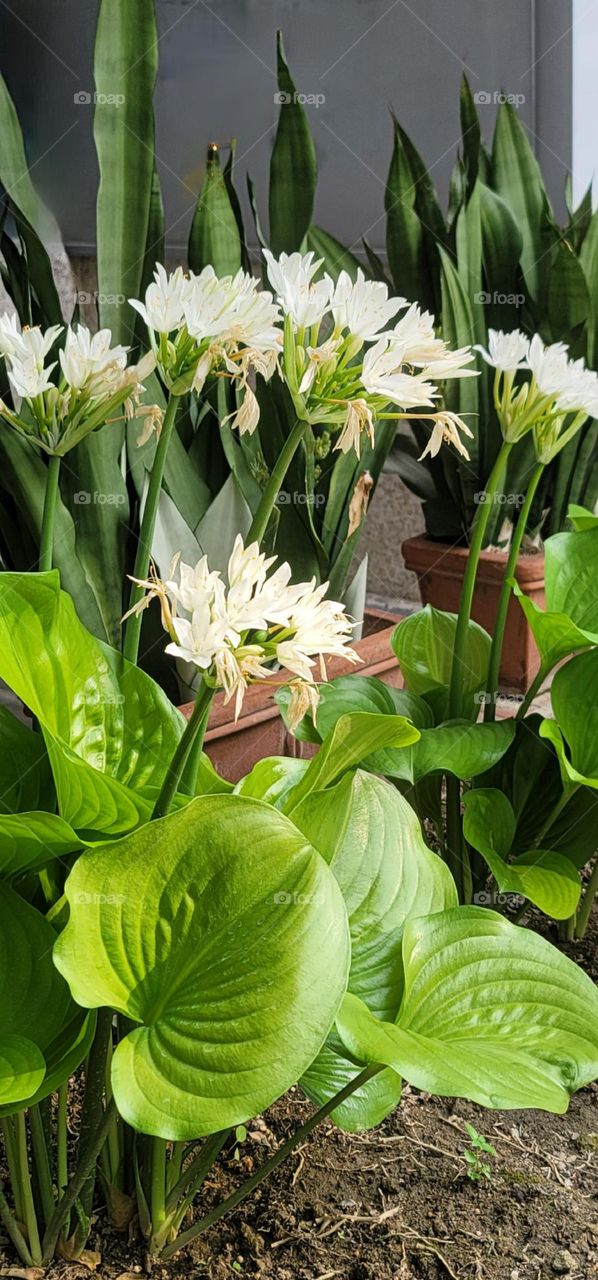 Cardwell Lily （Proiphys amboinensis）blooms.